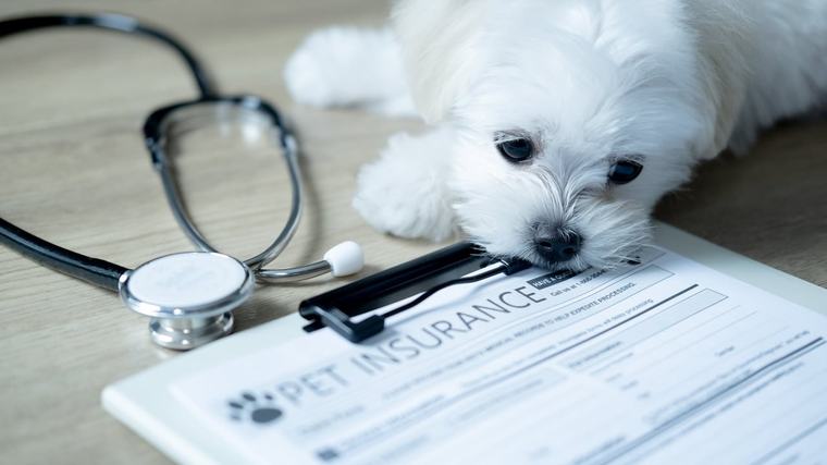 Pet insurance can pay off but you need to read the fine print – Diana Clement