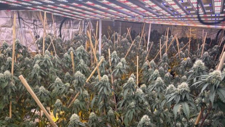 Police uncover 14 alleged cannabis grow houses across Waikato