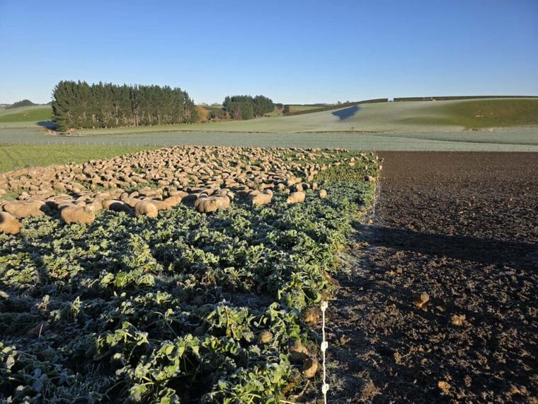 Big swedes and small changes pay off on Southland farm