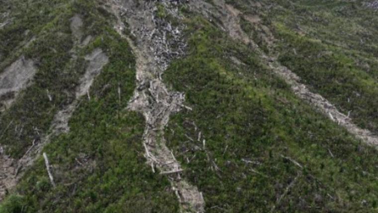 ‘One of the worst’: Major forestry company left land in a mess