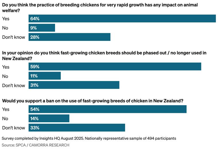 SPCA issues new welfare standard after RNZ questions about so-called 'frankenchicken'