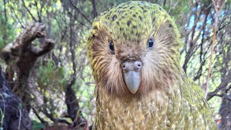Kākāpō hit milestone not seen for up to 75 years