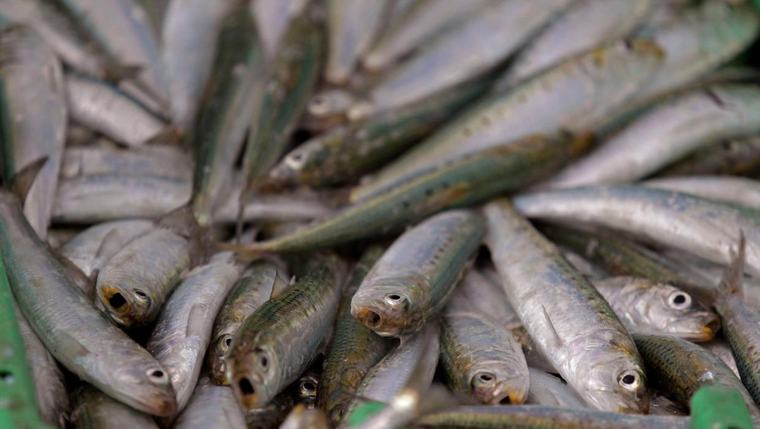 Scientists investigate if a herpes virus is behind the mass deaths of sardines off South Africa