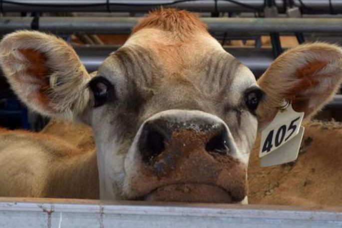 Protein demand keeps dairy prices resilient By RNZ Digital reporters Demand for proteins is helping...