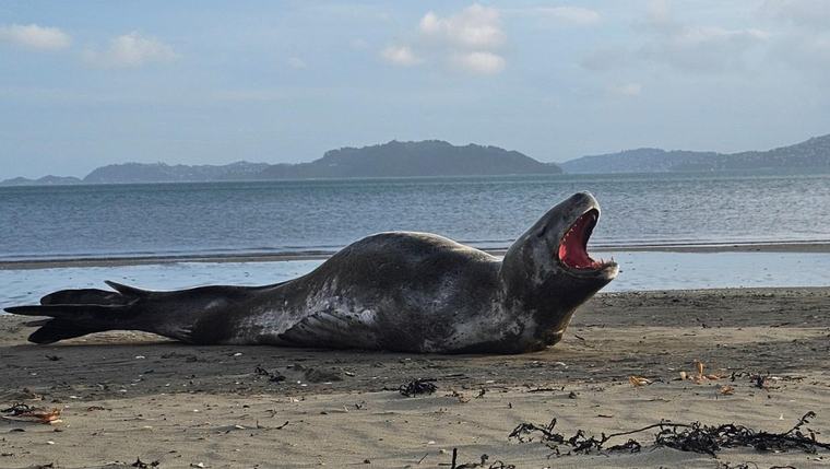 Visiting leopard seal enjoys a slice of Petone Beach